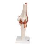 Functional Joint Models - includes 3B Smart Anatomy