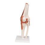 Functional Joint Models - includes 3B Smart Anatomy