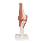 Functional Joint Models - includes 3B Smart Anatomy