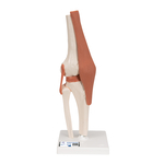 Functional Joint Models - includes 3B Smart Anatomy