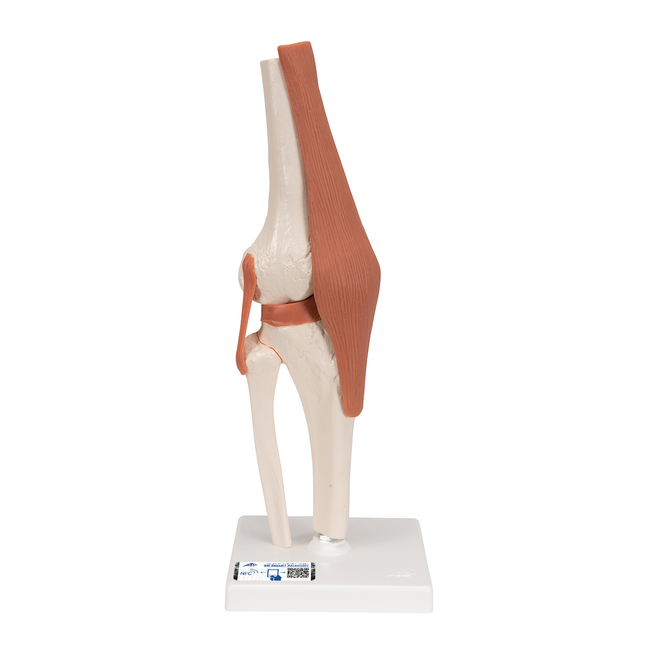 Functional Joint Models - includes 3B Smart Anatomy