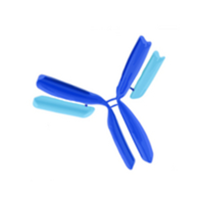 NF&kappa;B p52 Rabbit anti-Human, Polyclonal, MilliporeSigma&trade;