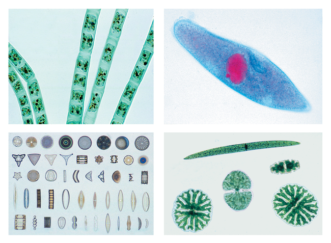 The Microscopic Life in the Water, Part I