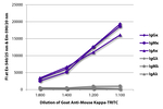 Kappa Goat anti-Mouse, TRITC (Rhodamine), Polyclonal, Southern Biotech&trade;