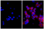 Kappa Goat anti-Mouse, TRITC (Rhodamine), Polyclonal, Southern Biotech&trade;