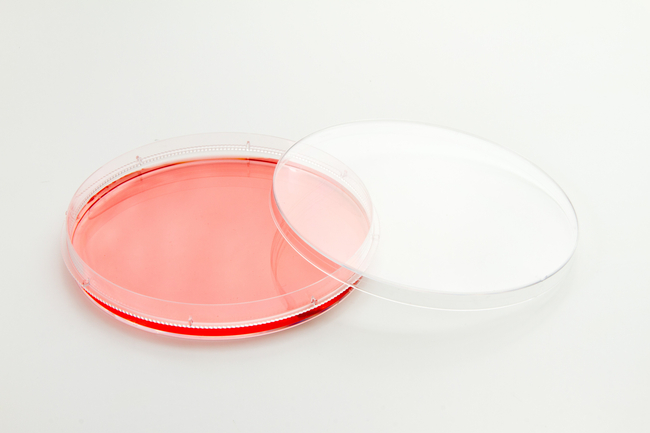 Nunc&trade; EasYDish&trade; Cell Culture Dishes, TC Surface