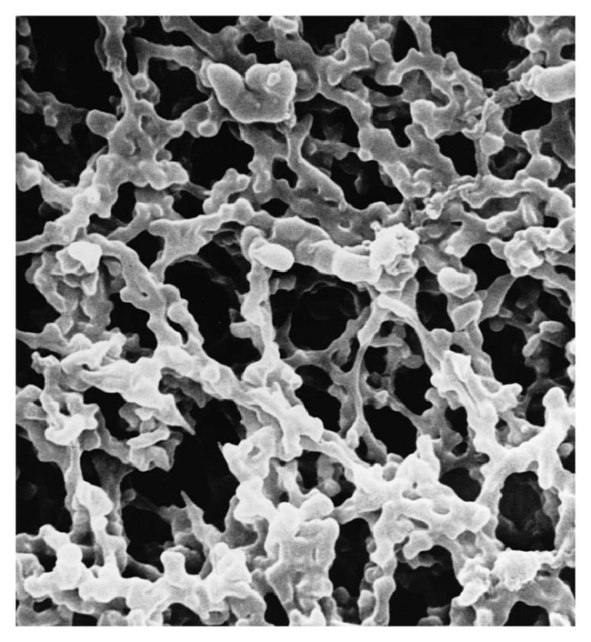 MF-Millipore&trade; Membrane Filter, 0.8 &mu;m, Gridded