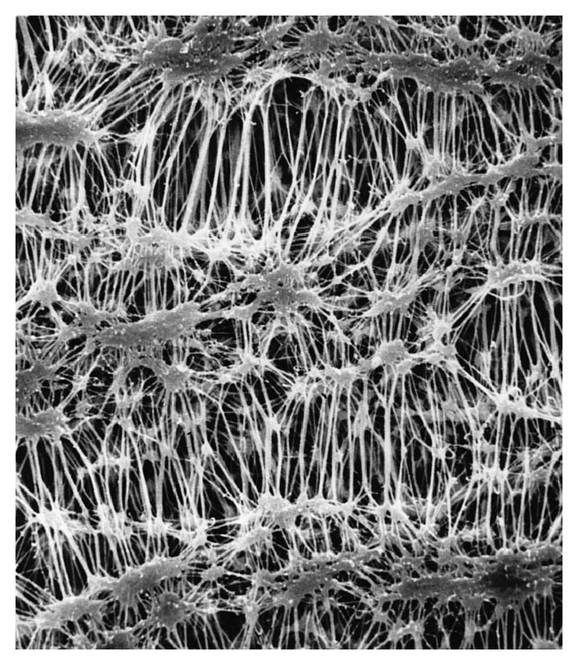 Fluoropore&trade; Membrane Filters, 0.45 &mu;m