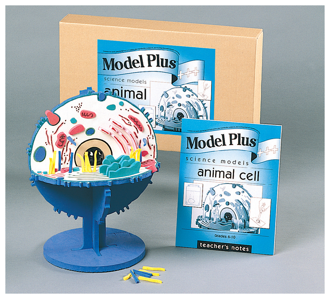 Model Plus Animal Cell