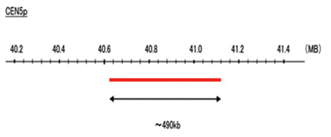 CEN5p (R6G) FISH Probe