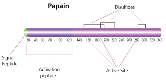 Papain from Papaya Latex