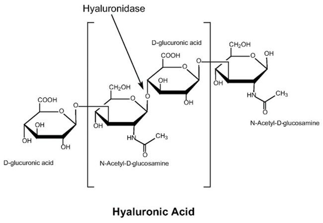 Hyaluronidase, Ovine testes