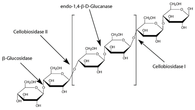 &beta;-Glucosidase