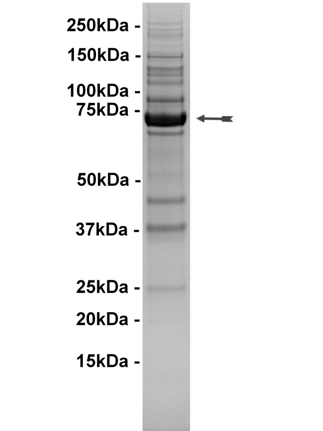 BTK (R28H) Protein, Active 10 μg | Buy Online | www.fishersci.sg
