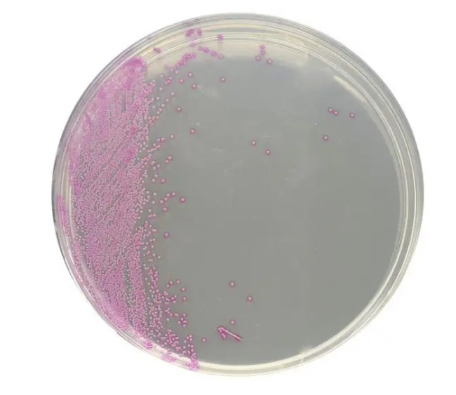 HardyCHROM&trade; Staphylococcus Aureus Chromogenic Medium