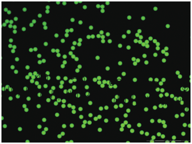Fluoro-Max Green and Red Dry Fluorescent Particles