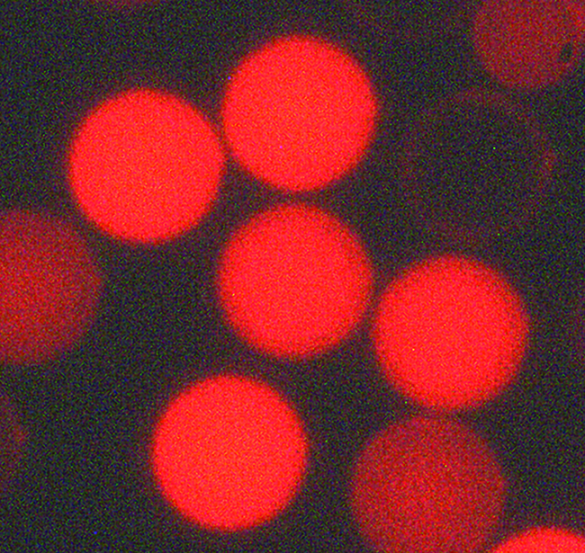 Fluoro-Max&trade; Fluorescent Carboxylate-Modified Particles