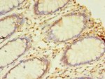 NAIF1 Polyclonal Antibody