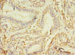 NAIF1 Polyclonal Antibody