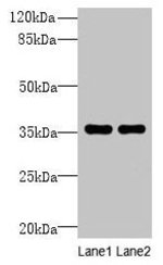 NAIF1 Polyclonal Antibody