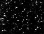 Connexin 47 Monoclonal Antibody (4A11A2), Invitrogen&trade;