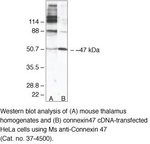 Connexin 47 Monoclonal Antibody (4A11A2), Invitrogen&trade;
