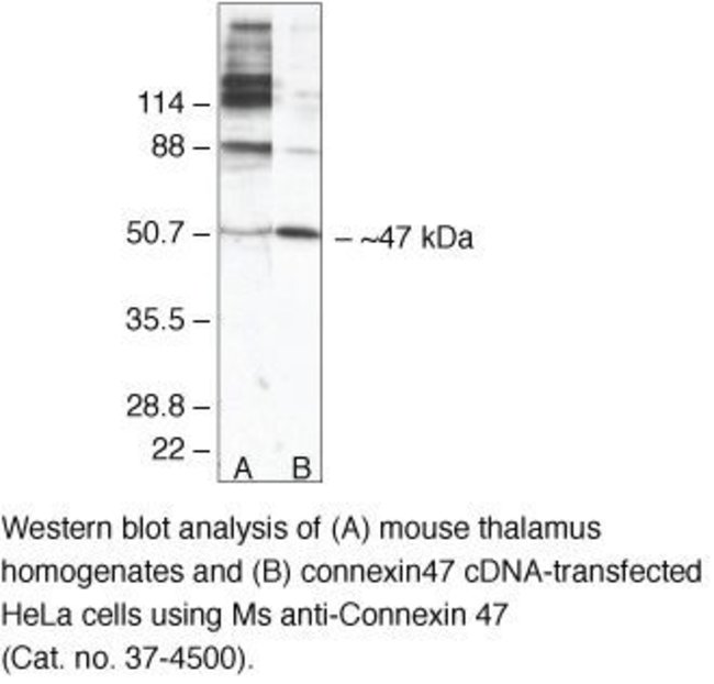 Connexin 47 Monoclonal Antibody (4A11A2), Invitrogen&trade;