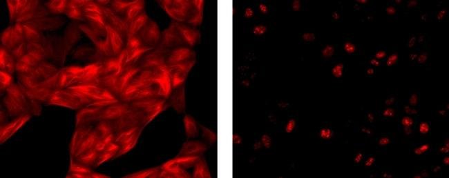 Rat anti-Mouse IgG1 Secondary Antibody, eFluor™ 615, eBioscience™, Invitrogen™