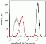 Phospho-SMAD1/SMAD5 (Ser463, Ser465) Recombinant Rabbit Monoclonal Antibody (31H14L11), Invitrogen&trade;