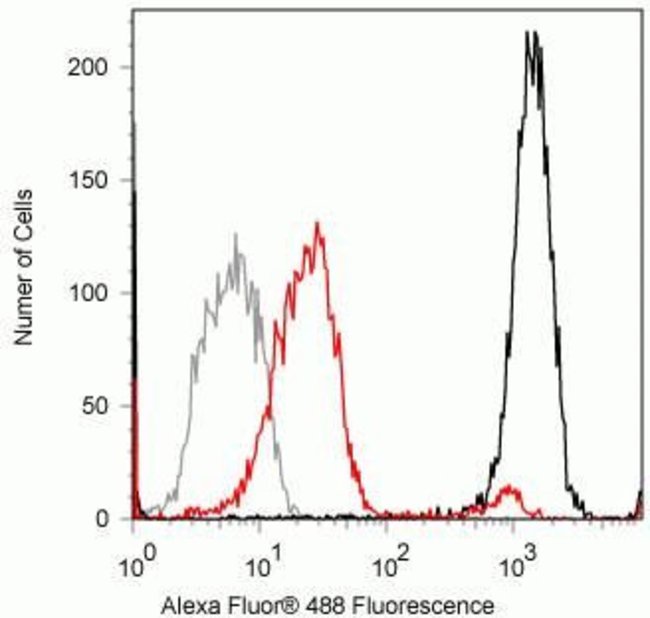 Phospho-SMAD1/SMAD5 (Ser463, Ser465) Recombinant Rabbit Monoclonal Antibody (31H14L11), Invitrogen&trade;