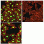 Phospho-SMAD1/SMAD5 (Ser463, Ser465) Recombinant Rabbit Monoclonal Antibody (31H14L11), Invitrogen&trade;