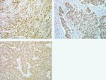 Phospho-SMAD1/SMAD5 (Ser463, Ser465) Recombinant Rabbit Monoclonal Antibody (31H14L11), Invitrogen&trade;