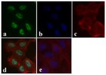 Phospho-SMAD1/SMAD5 (Ser463, Ser465) Recombinant Rabbit Monoclonal Antibody (31H14L11), Invitrogen&trade;