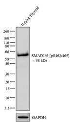 Phospho-SMAD1/SMAD5 (Ser463, Ser465) Recombinant Rabbit Monoclonal Antibody (31H14L11), Invitrogen&trade;