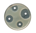 Oxoid&trade; Rifampcin Antimicrobial Susceptibility discs